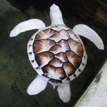 Quando la natura dimentica i colori: meravigliosi animali albini
