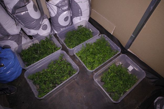 Sequestrata la fabbrica della cannabis