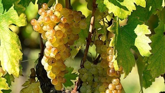 I grandi vini italiani: la Vernaccia di San Gimignano