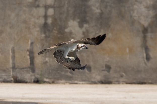 Castel Volturno, le picchiate del falco pescatore