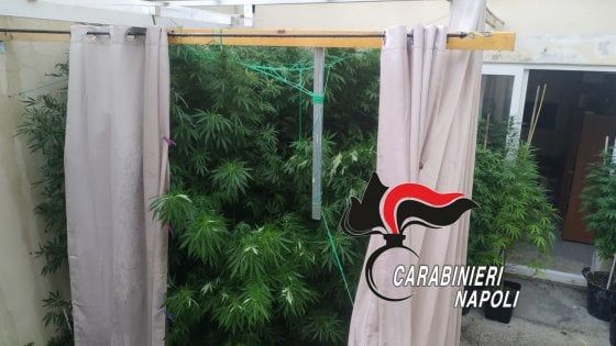 Ischia, coltivava cannabis nel suo giardino, arrestato 55 enne