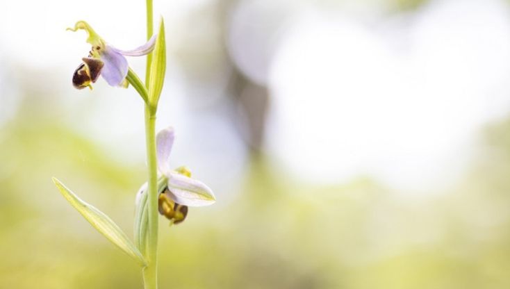 Il risveglio della natura nei parchi del Ducato: le foto premiate