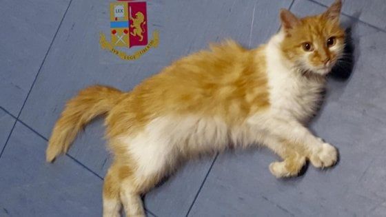 Gattina abbandonata sulla tangenziale di Napoli, diventa la mascotte della polizia