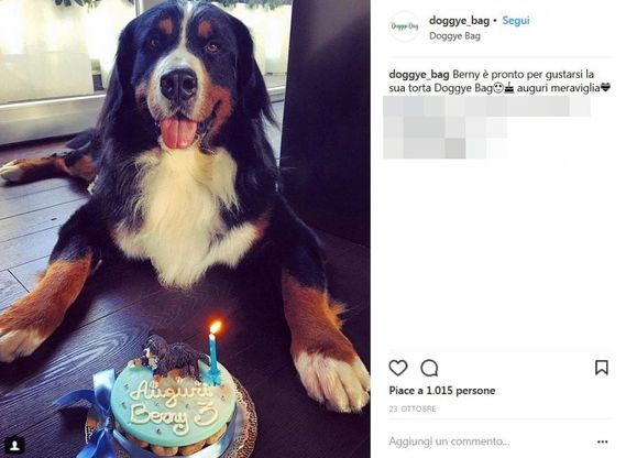 A Brescia la pasticceria per cani: l'album dei compleanni su Instagram