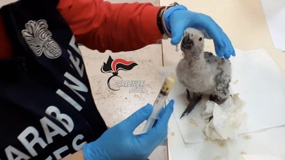 Recuperato raro esemplare di pappagallo cenerino nel Napoletano