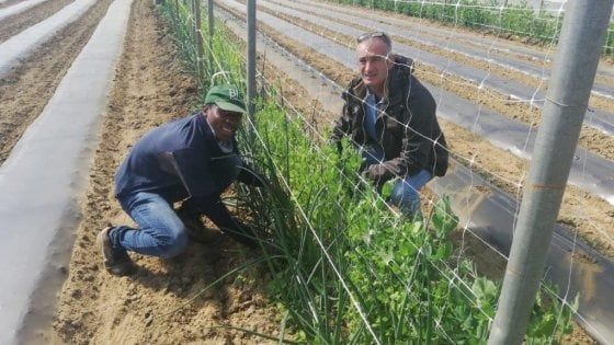 Crespina, l'azienda Biocolombini premiata dall'Unhcr: "Ha dato lavoro a giovani richiedenti asilo"