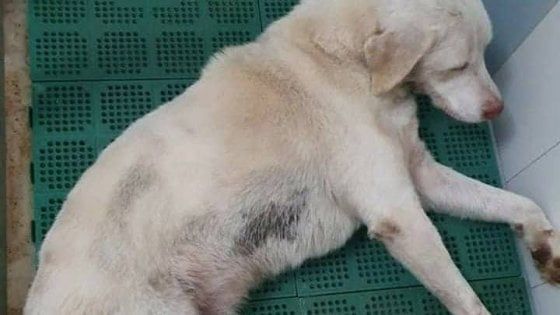 Randagio investito da un treno ma il macchinista lo fa salvare, ora sta bene