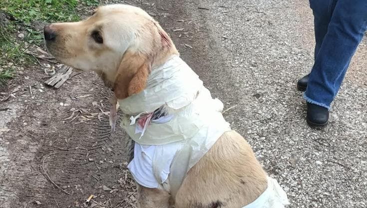 Foggia, labrador ricoperto di bende e ferite salvato da un gruppo di escursionisti