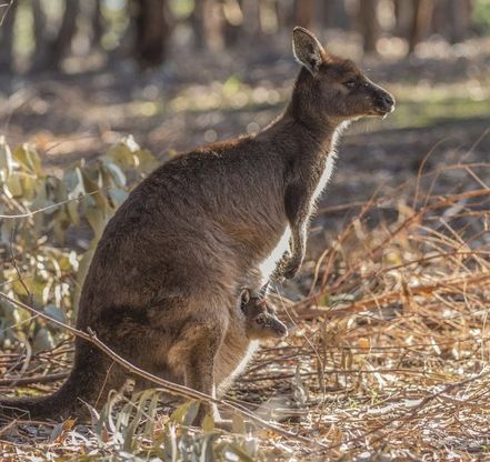 Il santuario naturale di Kangaroo Island: pinguini, canguri, leoni marini e koala in libertà 
