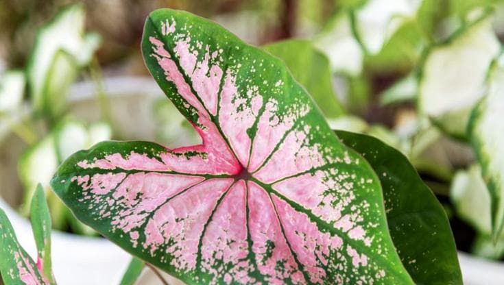 Caladium: cura, coltivazione, come si propaga