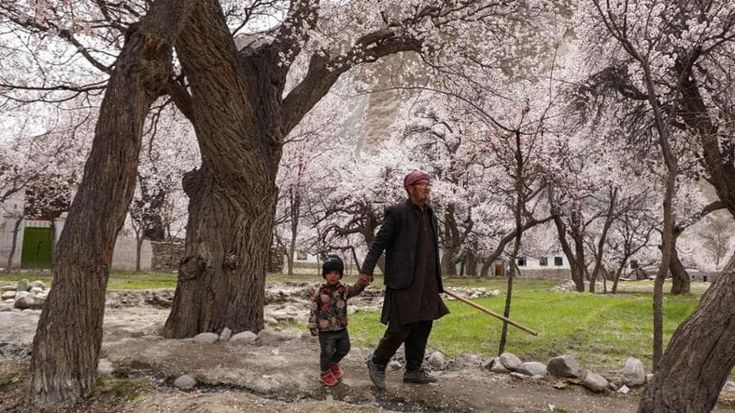 Pakistan, a due passi dal K2 la fioritura che non t’aspetti. Ciliegi da Instagram e voglia di pace