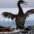 “Mangiano troppi pesci”: l’Europa vuole tornare a sparare al cormorano. Che era quasi estinto