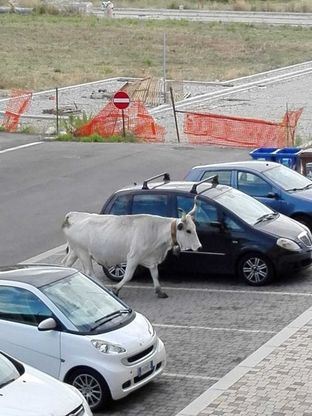 Potenza, mucche in città tra palazzi e automobili 