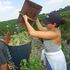 Agricoltura familiare, 