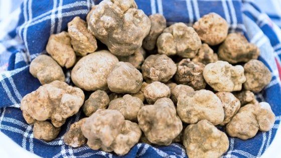 Siccità e prezzi pazzi, ma da Alba alla Toscana entra nel vivo la stagione del tartufo bianco 