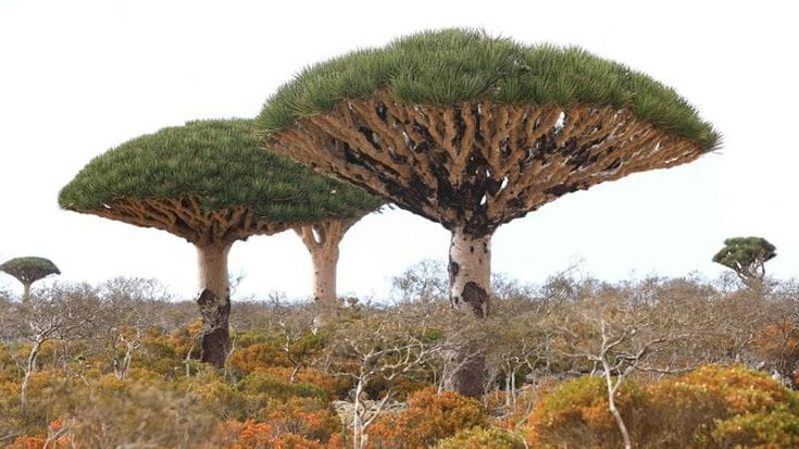 Yemen. L’eden Socotra rischia di perdere la sua icona. Cicloni e capre minacciano l’albero del drago