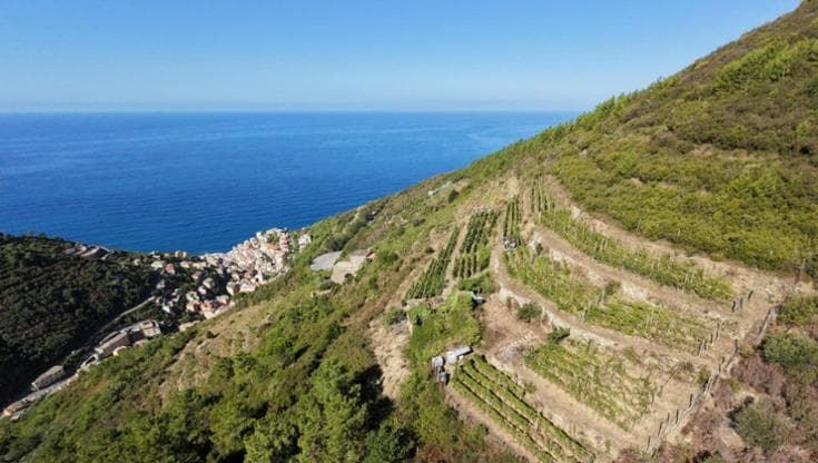 Cinque Terre, i vigneti resistono al caldo: vendemmia ridotta, ma di alta qualità