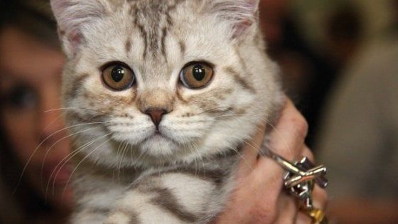 Firenze, abbandona 46 gatti in casa e se ne va in America