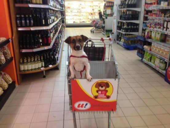Basta cani alla catena, a Luino nel carrello della spesa c'è posto anche per loro