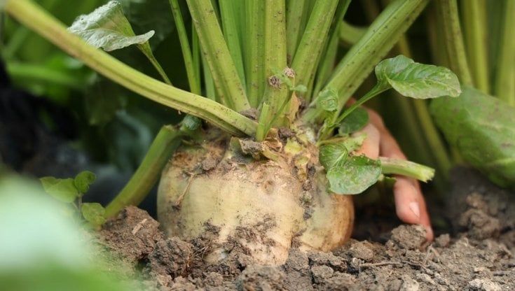 L'accordo tra Sibeg e Italia Zuccheri nel segno della barbabietola