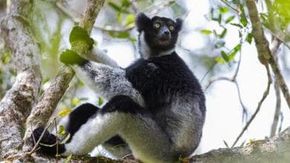 Questi lemuri cantano come dei soprano