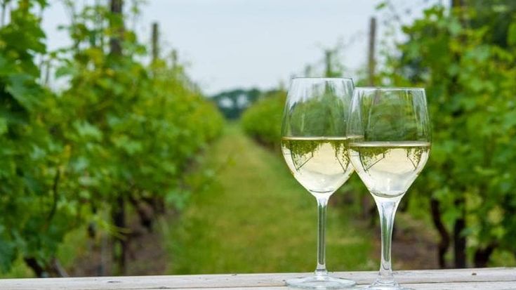 Vino, l'Italia ama la Loira: bianchi fermi e crémant spingono la domanda