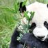 Avvistato un panda gigante selvatico nella riserva di Mianzhu, in Cina