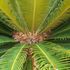 Come capire se la Cycas è maschio o femmina: ecco cosa controllare