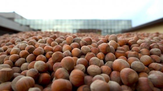 Potenza, prodotti Ferrero realizzati con le nocciole lucane