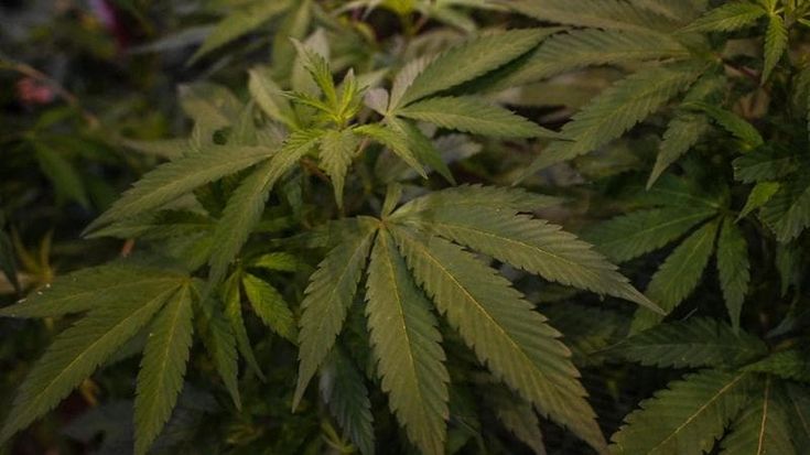 Cannabis light, il Tar conferma lo stop al decreto del governo sui prodotti per uso orale