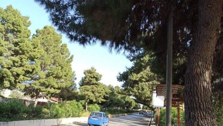 Via Lanza di Scalea, gli alberi non potati ostacolano il traffico