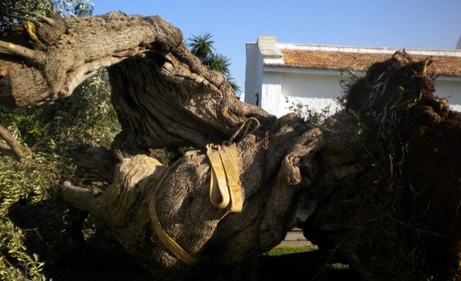 Manovra, un emendamento<br />per gli ulivi flagellati dal batterio