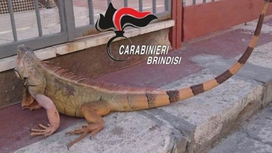 Brindisi, iguana di un metro e 20 a spasso per il paese: denunciato il proprietario 