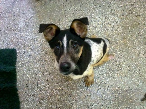 Gb, la battaglia di Bobi: cagnolino disabile divide gli animalisti