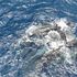 Quando le navi si avvicinano i capodogli cambiano il linguaggio