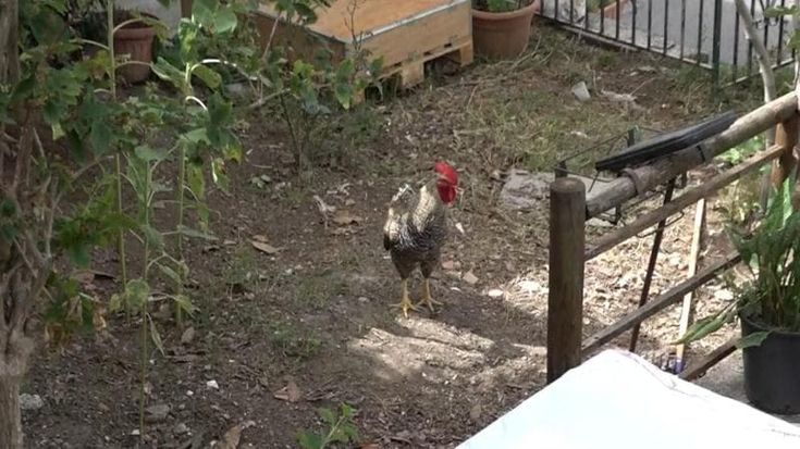 Irpinia, gallo canta di notte: scoppia il caso: “Così impossibile dormire”