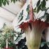 Scambio di polline per salvare il fiore più grande del mondo 