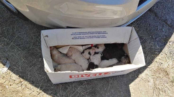 Potenza, la polizia locale salva nove cuccioli gettati in un canalone