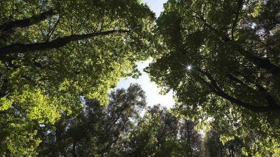 Tra riforestazione e cambiamento climatico, lo stato del capitale naturale in Italia
