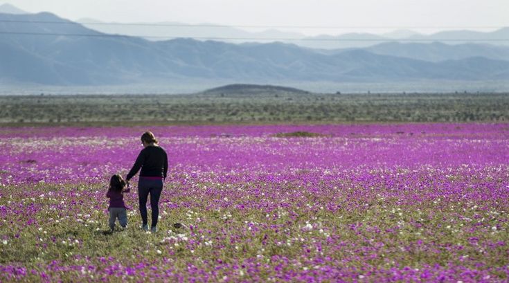 Cile: la fioritura eccezionale nel deserto di Atacama, uno dei più aridi al mondo