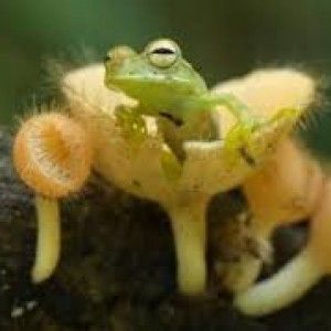 Piccoli ma letali<br />la guerra dei mostri