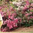 Golf, Masters Augusta:  Francesco Molinari e Woods partono bene