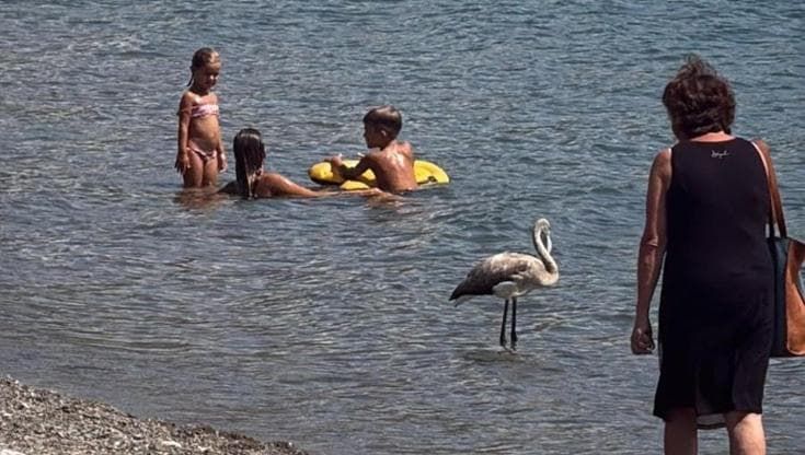 Sorpresa in spiaggia a Sapri, il fenicottero migrante fa il pit-stop tra i bagnanti