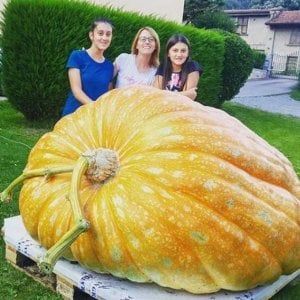 La zucca di Cenerentola esiste: è nel Bresciano, pesa quasi 1000 chili
