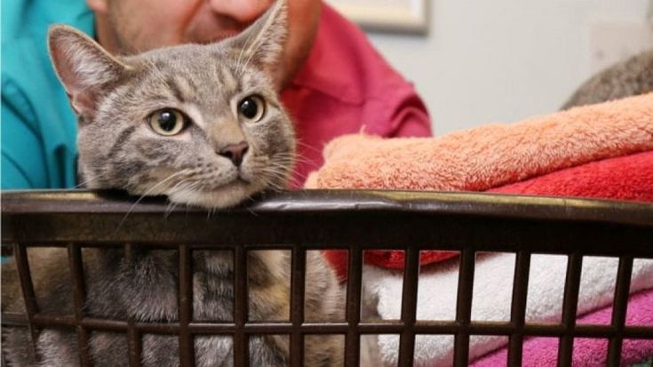 Gb, finisce per sbaglio in lavatrice: il gatto sopravvive al lavaggio