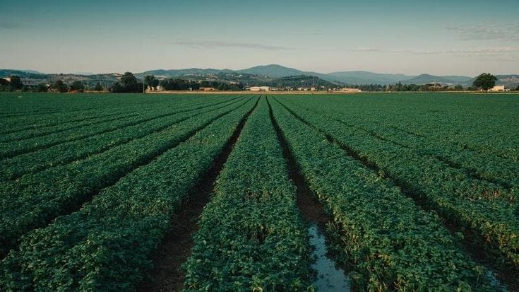 Da Barilla pesto sostenibile a prova di blockchain