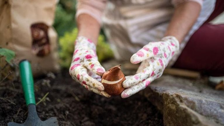 Bulbi da piantare a ottobre: quali scegliere e come interrarli