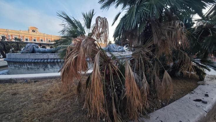 Bari, corsa per salvare le palme secche nel cantiere in piazza Moro: “Fontana spenta ma serve acqua”