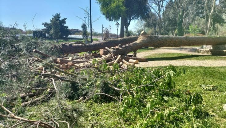 Firenze, caduto nella notte un pino nel giardino della Catena alle Cascine: nessun ferito