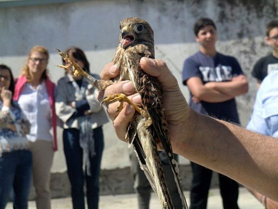 Ischia, impallinato a gennaio, torna a volare il gheppio Fortunello